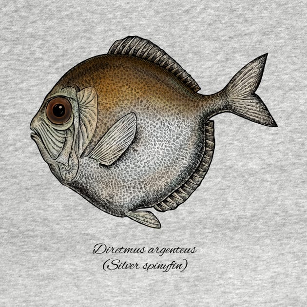 Diretmus argenteus by eugeniahauss